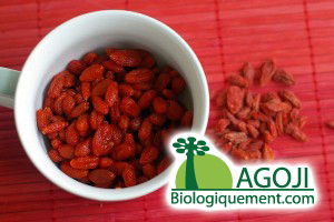 Baie de goji bio un trésor pour la santé