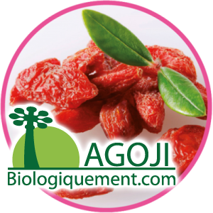 Baie de Goji bio superfruit antioxydant naturel puissant