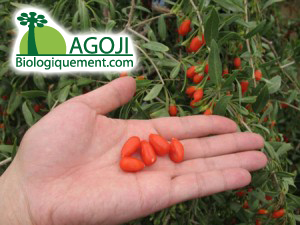 Baie de goji bio antioxydant naturel puissant