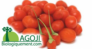 Baie de goji biologique fraîche antioxydant naturel puissant