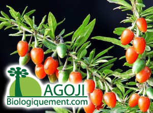 Plant de goji biologique