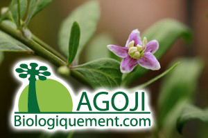 Fleur de Goji bio fruit antioxydant naturel puissant