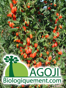 Plante de goji biologique, baies de goji biologique