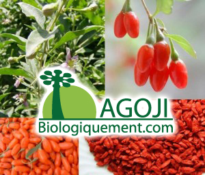 Baies de goji bio ecocert Himalaya Ningxia