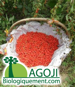 Produit de la récolte de baies de goji bio en France