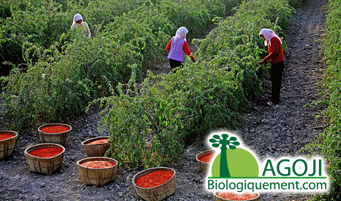 LE NINGXIA, UNE ZONE DE CULTURE PRIVILEGIEE | Baies de ...