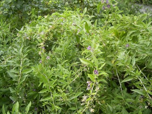 Le plant de goji bio lycium barbarum